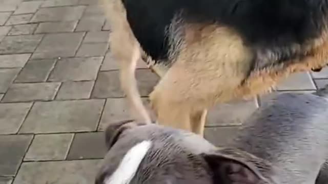 Funny dogs reaction