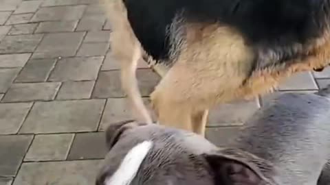 Funny dogs reaction