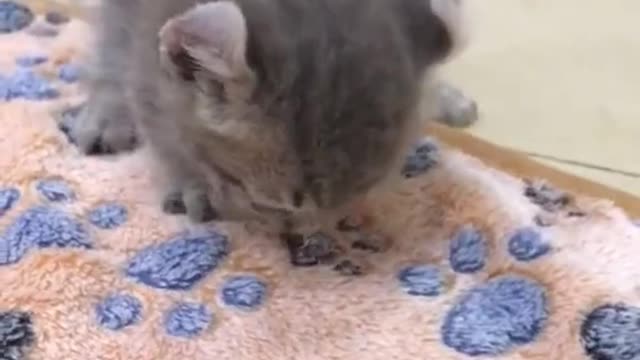 Compilation of cute and adorable kittens