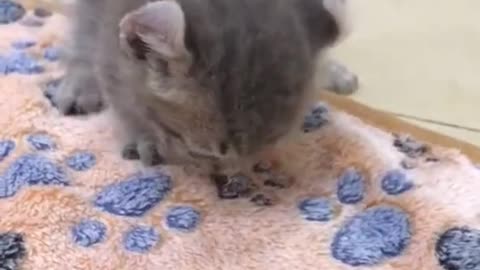 Compilation of cute and adorable kittens