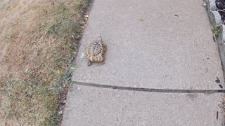 Tordy The Tortoise Walking in the Rain