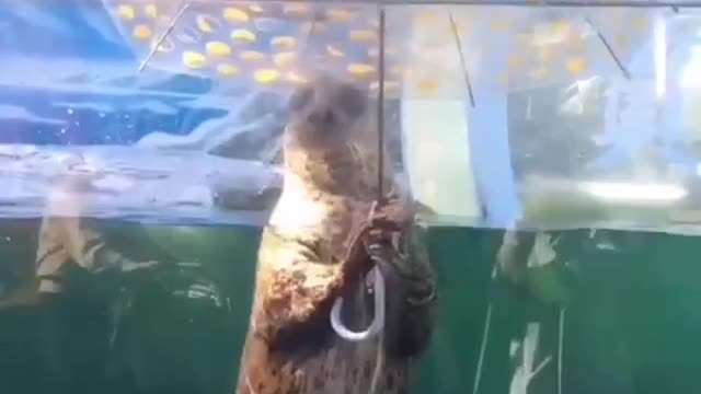 Animal / funny seal under the umbrella