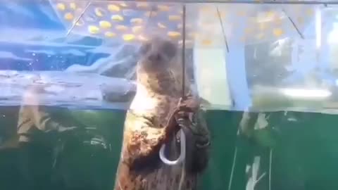 Animal / funny seal under the umbrella