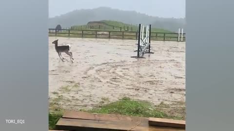 Funy Dogs videos 2024