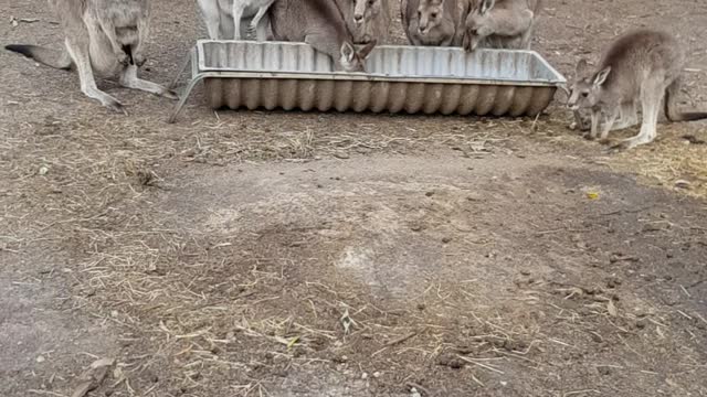 Kangaroos feeding