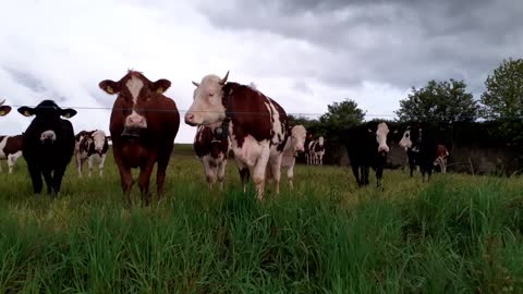 cows