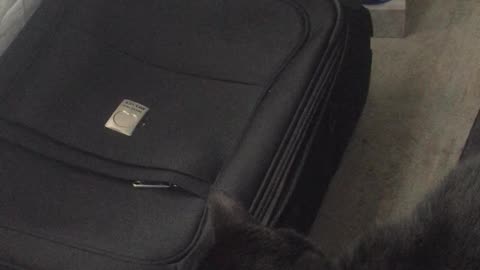 Cat Traps Sibling In Suitcase