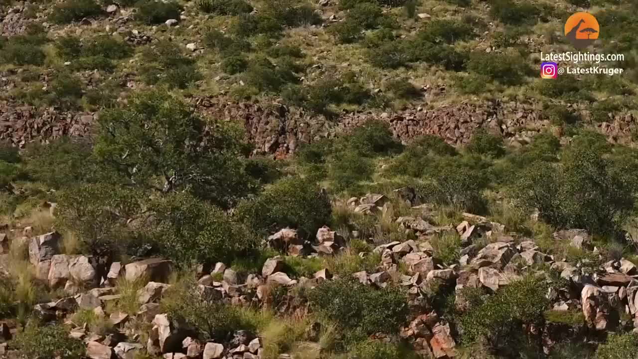 Lost Cheetah Calling Brother Attracts Aggressive Baboons Instead