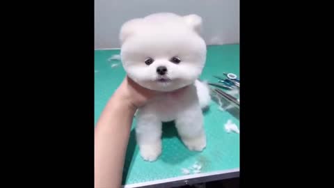 these cute and funny dogs