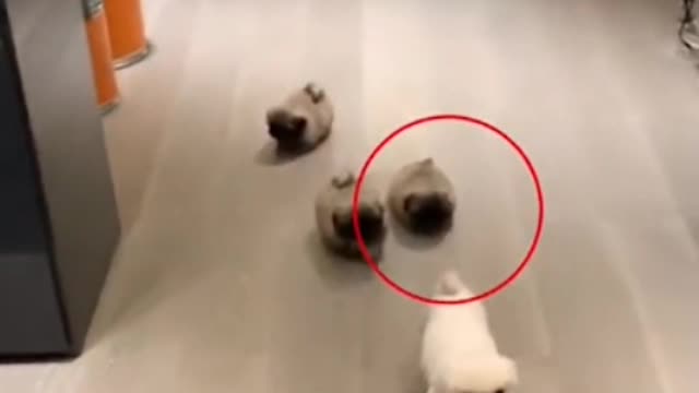 my dear puppy