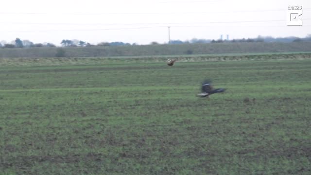 the bunny jumps over the eagle. OMG/WOW