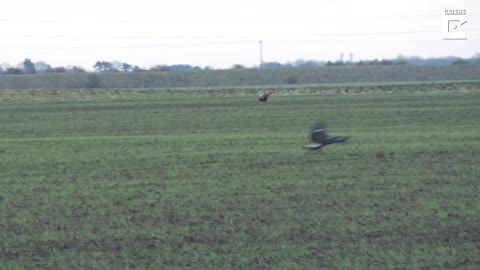 the bunny jumps over the eagle. OMG/WOW