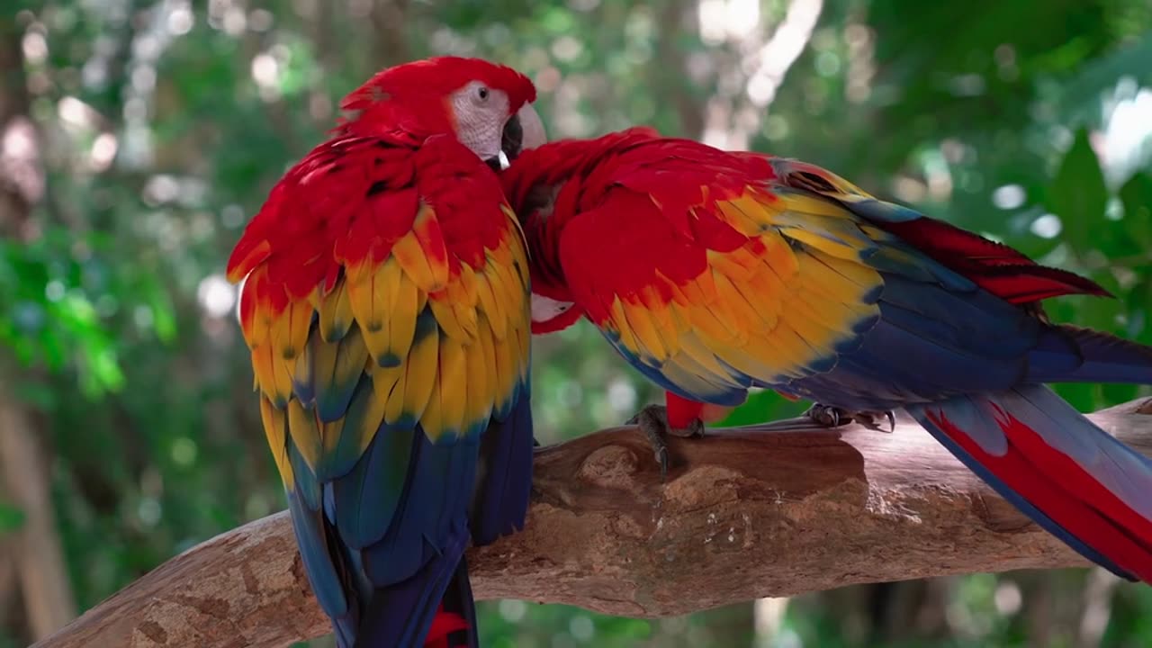 parrot video