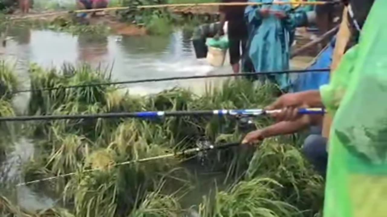 Fishing in Vietnamese rice fields