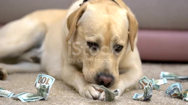 Labrador eating dollar banknotes on floor closeup, pet behavior problem, credit stock video 2021