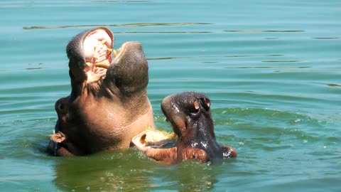 Hippopotamus In Lake Water