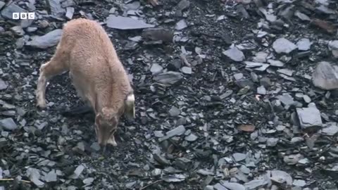 Baby Goats do Parkour to Escape a Leopard | Animal Babies | BBC Earth