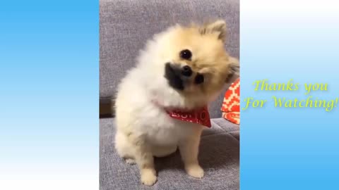 Cute Pets & Funny Animals Compilation - Pets in Garden