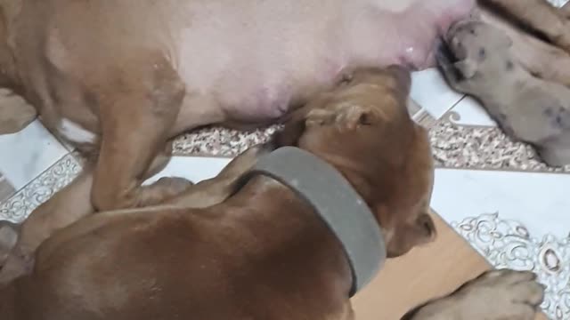 Thirsty Dogs Enjoy Mother's Milk