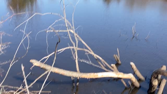 Damn beavers