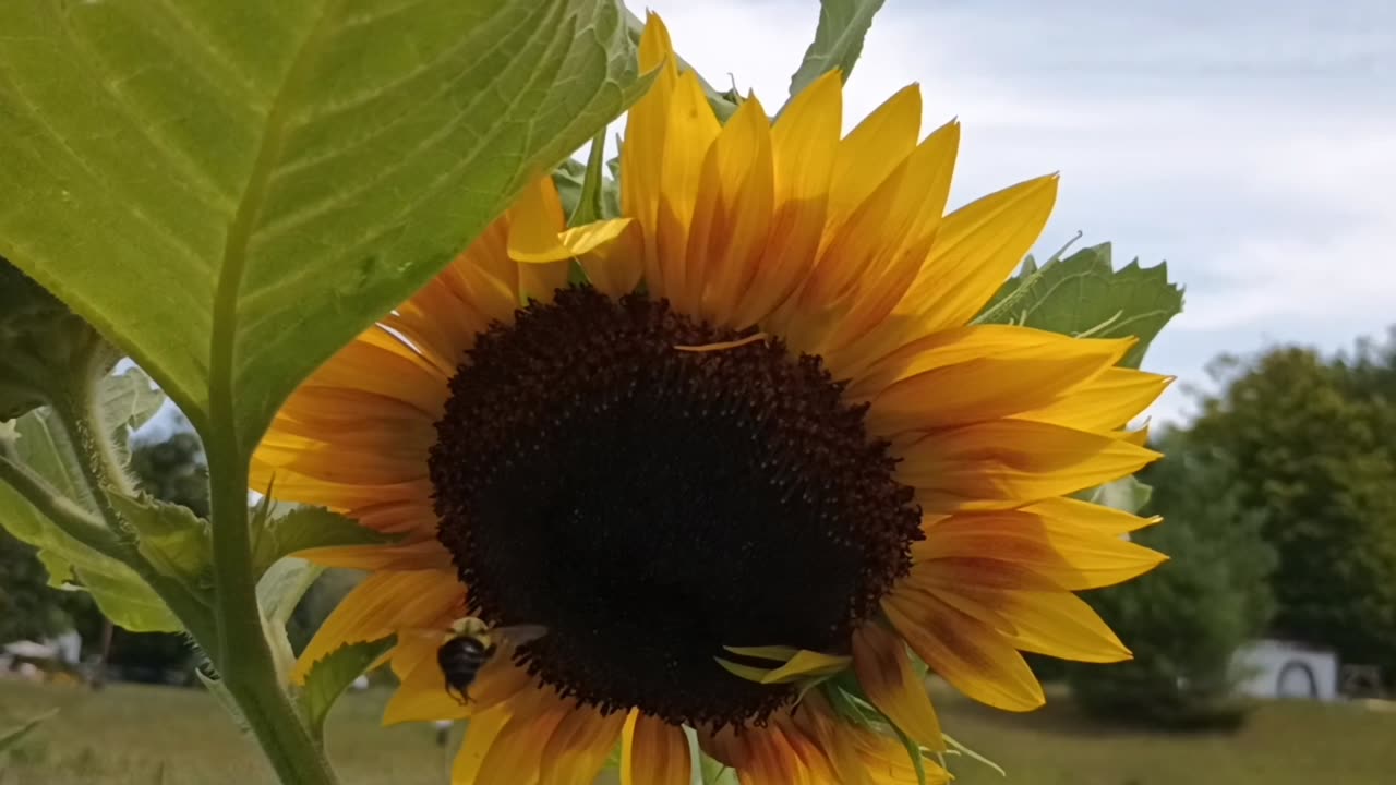 Sunflower