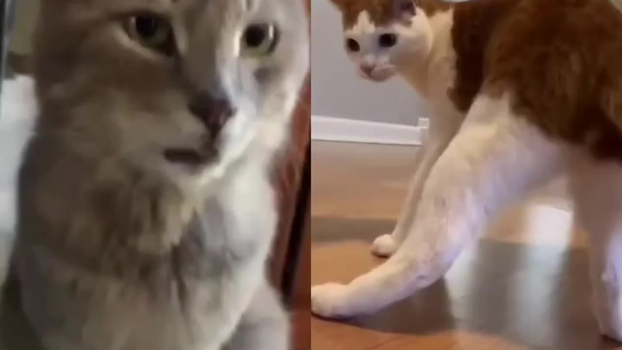 Cat funny dance 😂😂 so much funny