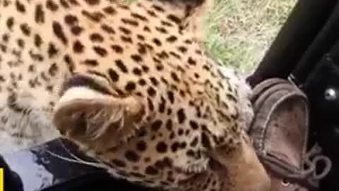 a tourist allows the leopard to get too close to it