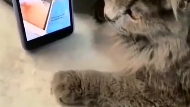 cats liked this beat