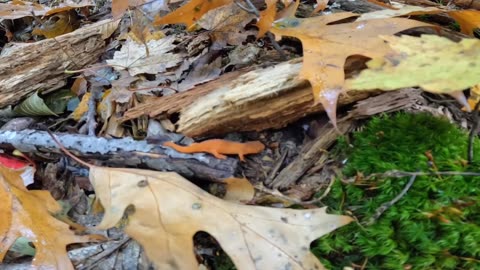 Eastern Newt