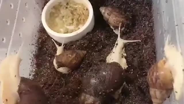 pet snail lovers