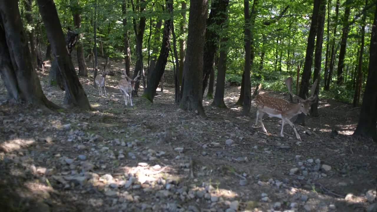 A Herd Of Dappled Deer go through forest