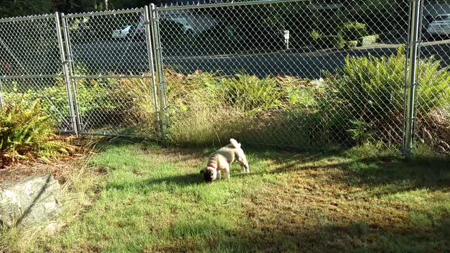 8 week old Akita puppy playing in the yard