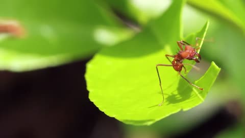 absolutely CRAZY symbiotic relationships. ANIMALS WORKING TOGETHER?