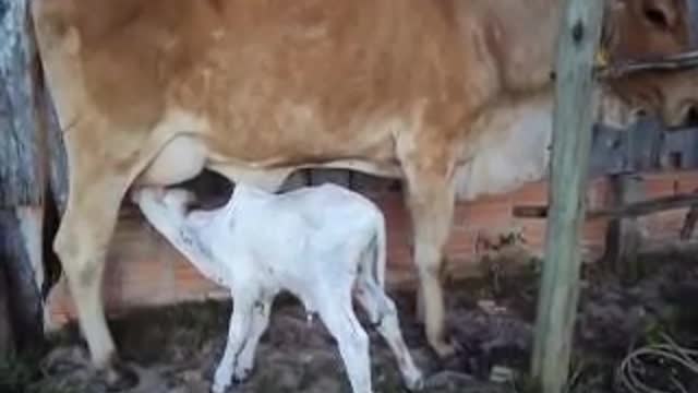 Newborn calf calf