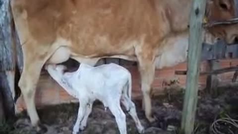 Newborn calf calf