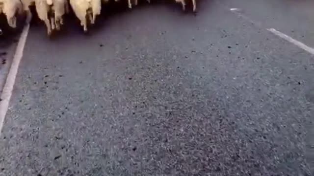 Border Collie driving sheep