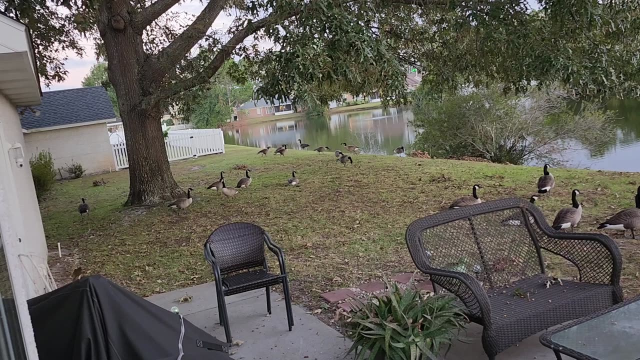 Canadian Geese come home