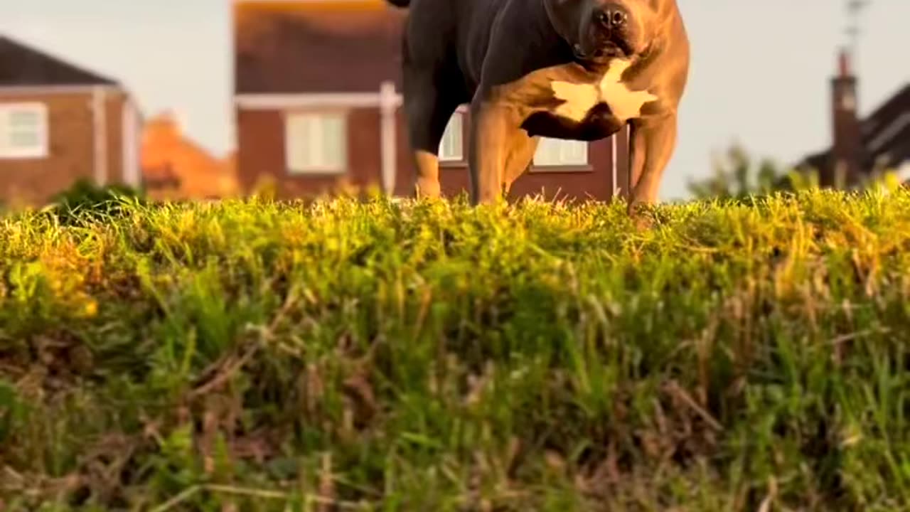 American bully 😆👀