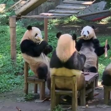 How is your bamboo tasting today? 😂