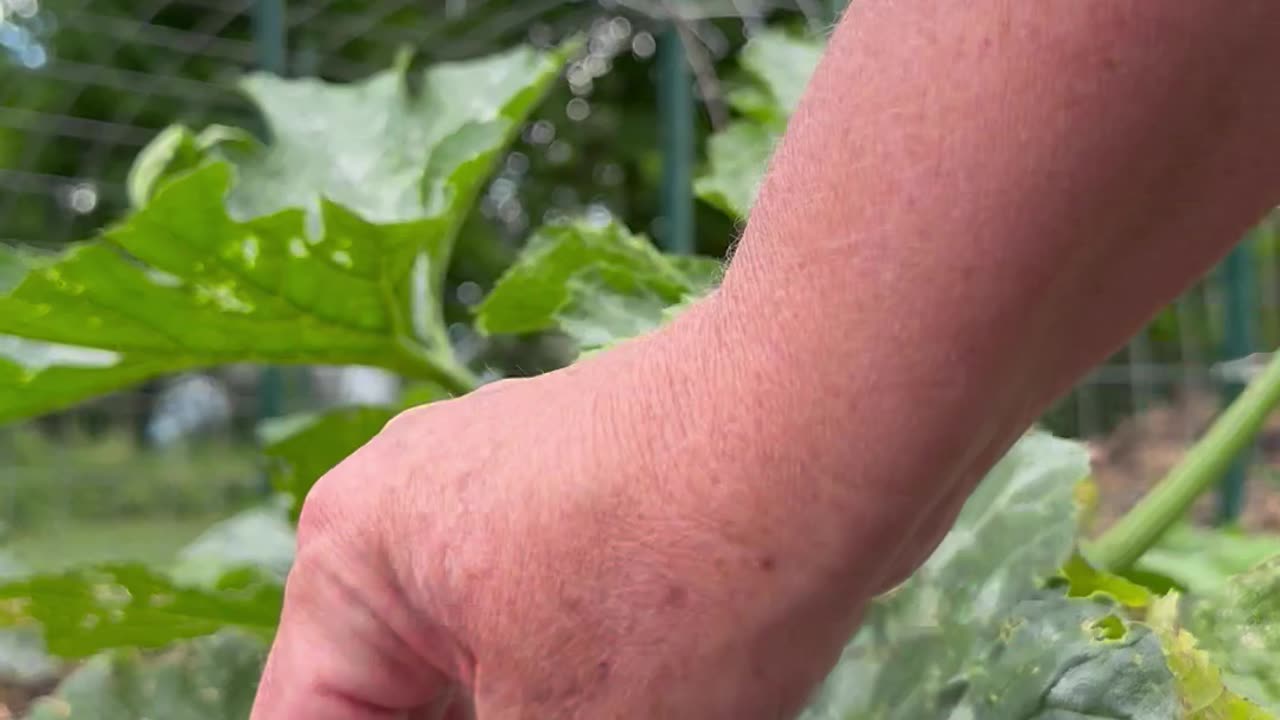 Garden Pest and Home Made Bug Spray.