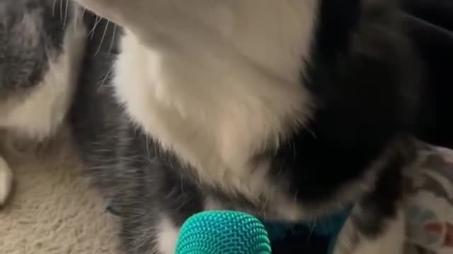 Cute Husky singing