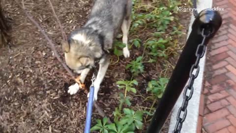 Grey dog gets stuck while holding two large sticks in a park