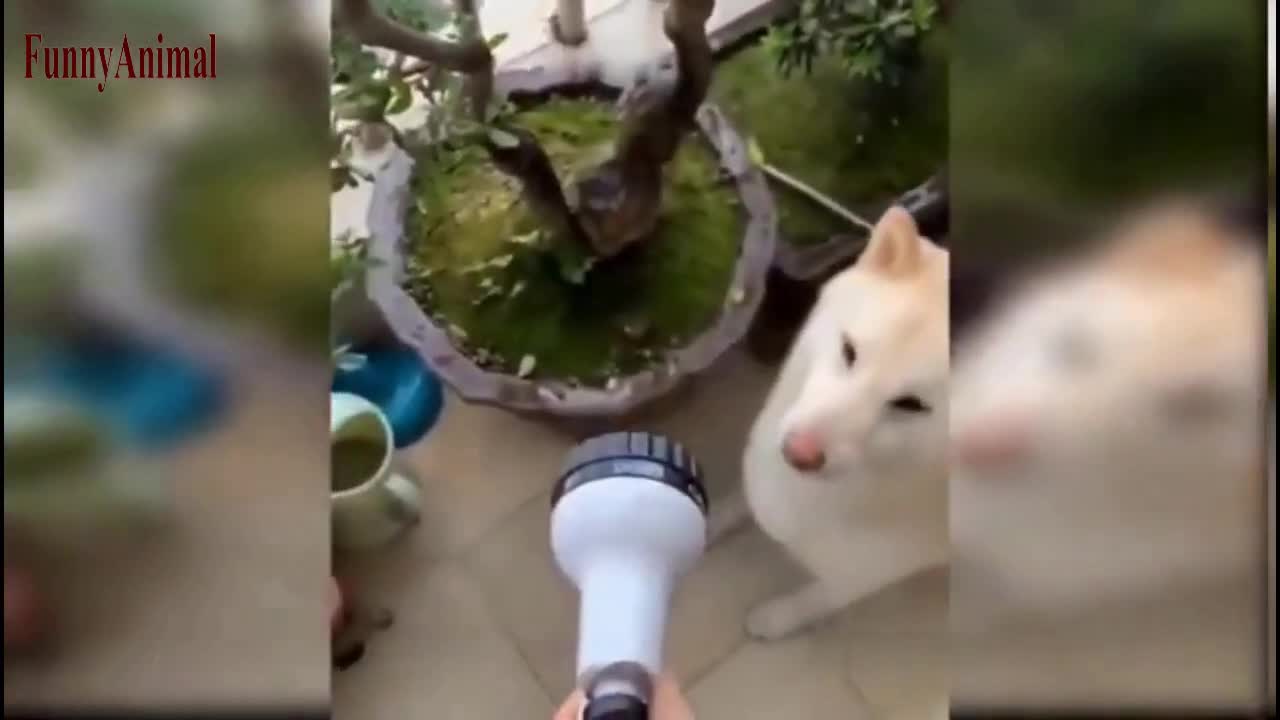 The Best FUNNY dogs Videos - Funny Animal