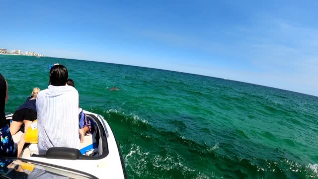 Dolphins Feeding on a School of Jack Crevalle