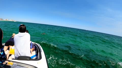 Dolphins Feeding on a School of Jack Crevalle