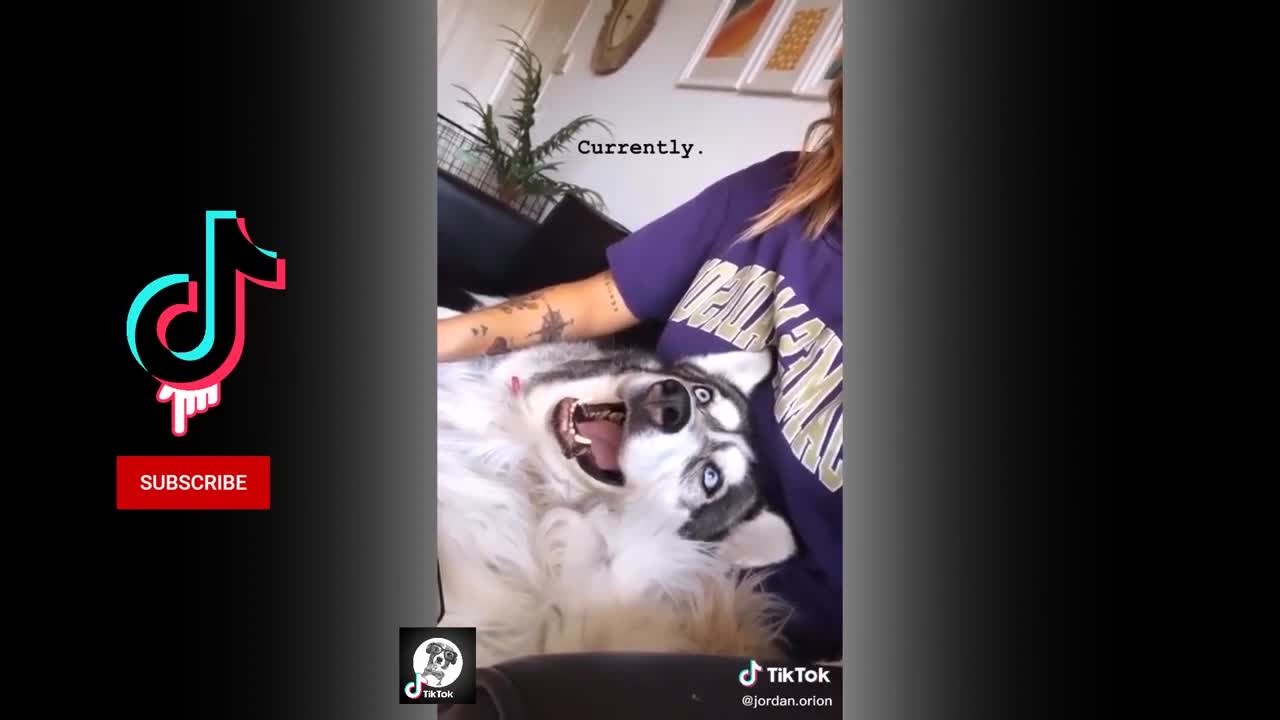 Funny Husky Videos, Compilation of Funny and Cute Siberian Husky Videos