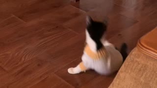 When the first time they put a new suit on a cat.