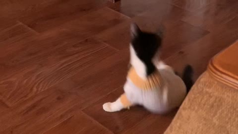 When the first time they put a new suit on a cat.