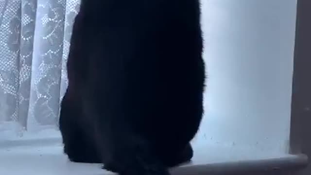 The funny cat likes to look through the window