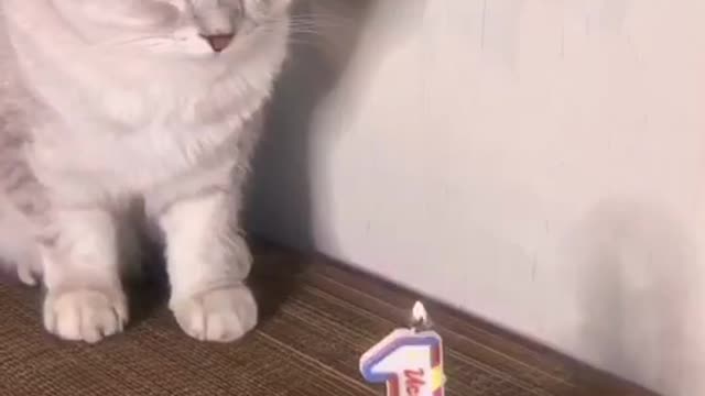 Cat's birthday for the New Year